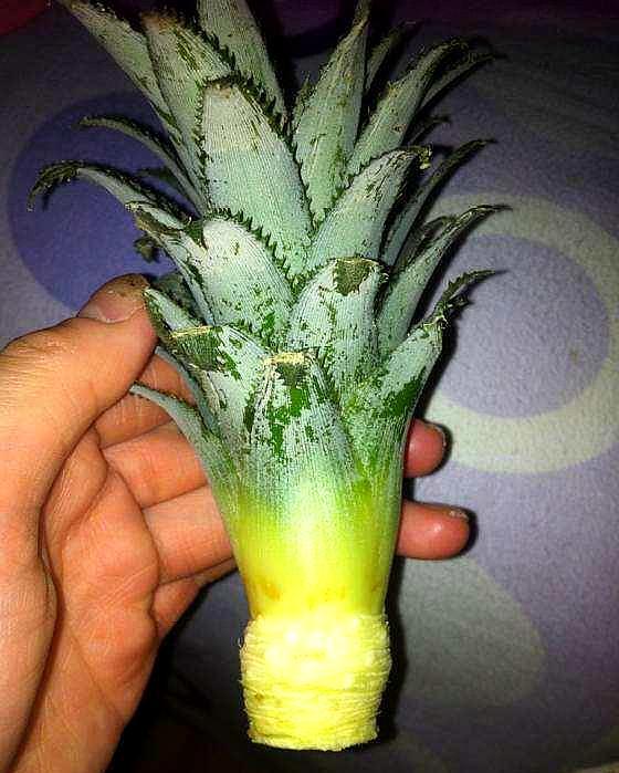 吃完的菠萝不要扔掉自己种植菠萝,吃菠萝了还剩下菠萝头怎么种菠萝