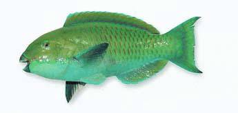 世界顶级海鲜鱼类,史上最完整鱼类海鲜图鉴