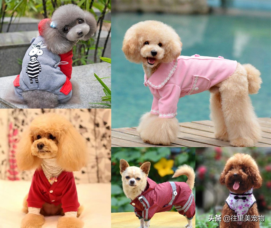 怎么给狗穿衣服不反抗,怎么做到给狗穿衣服