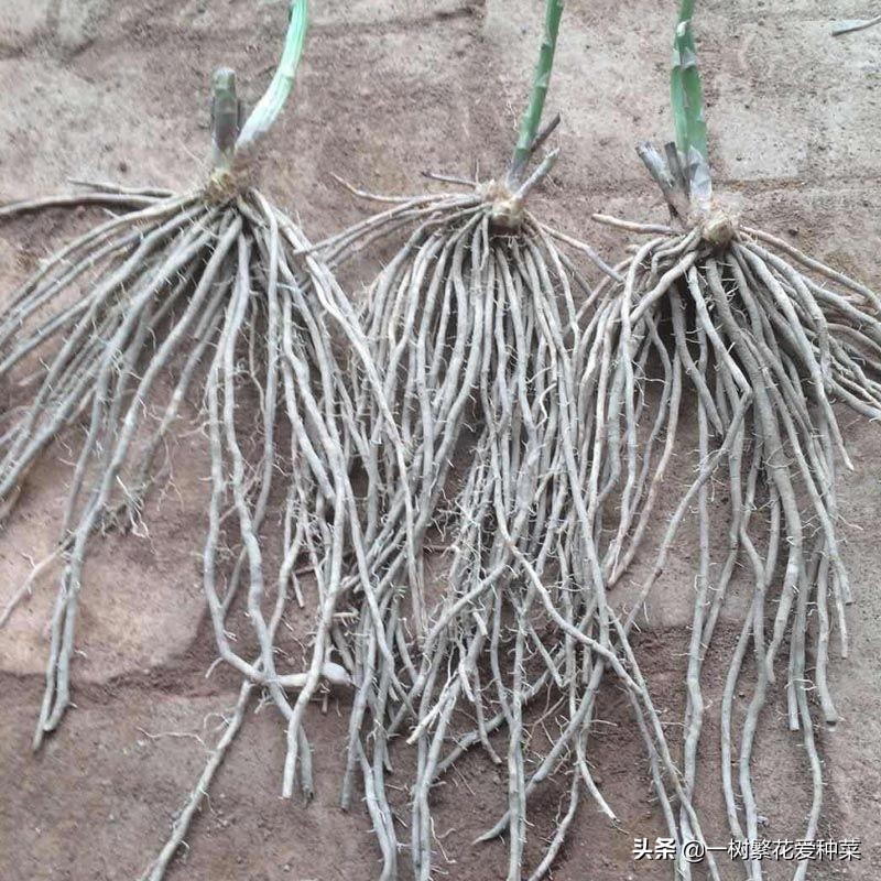 芦笋在北方冬天能过冬吗,适合北方大棚种植芦笋品种