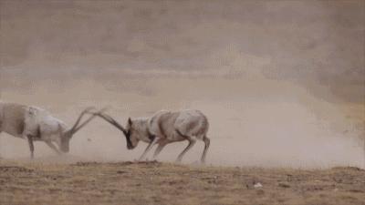 藏羚羊繁衍方式,藏羚羊求爱