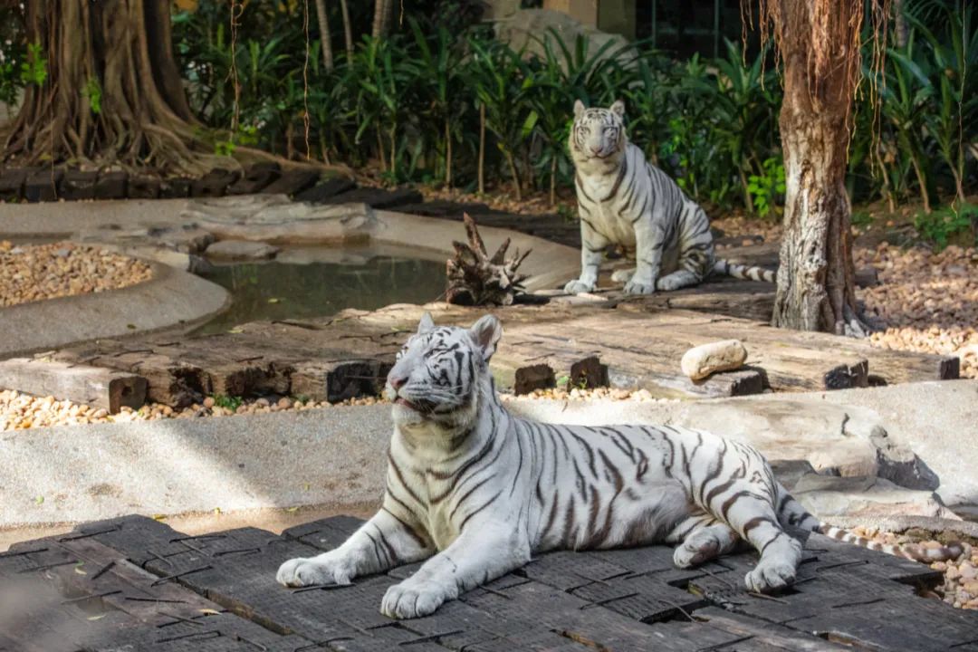 广州长隆野生动物世界附近的酒店,广州长隆酒店福利待遇