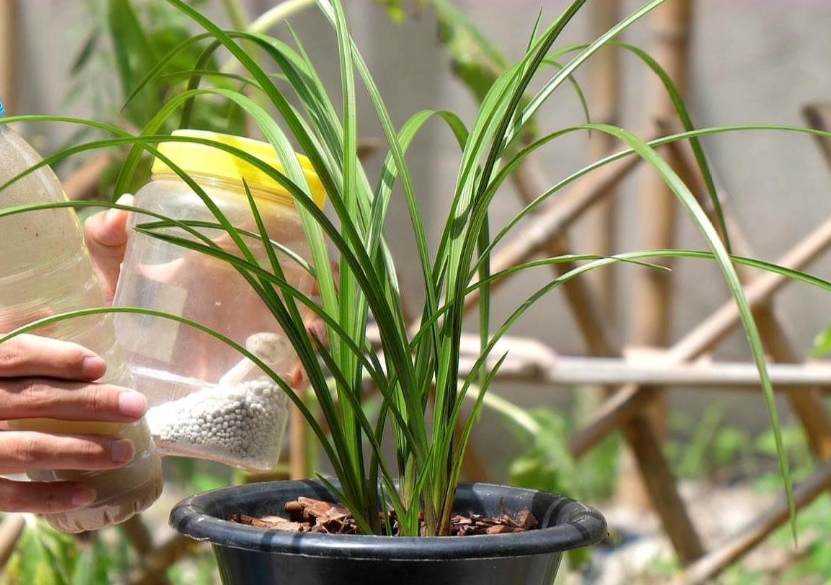 新手养兰花最好的方法,详解兰花的养护小技巧