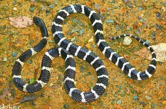 鬼门关跑了一圈,鬼门关里跑了一圈