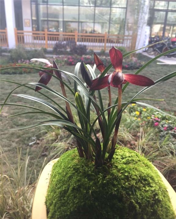 贵州桐梓县春兰,桐梓县产出的最美的兰花