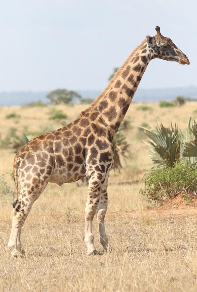 科学家在非洲发现两只“侏儒”长颈鹿，脖子不短，但是身体像马