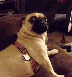 宠物猫容易患心脏病有根据吗,猫心脏病犯了能活多久