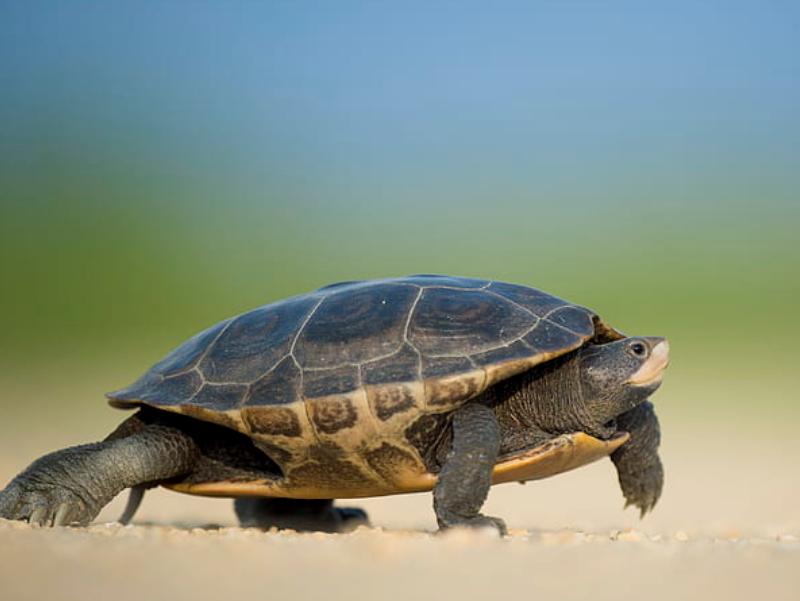 乌龟蛋孵出小乌龟后怎么处理,乌龟怎么孵化成小乌龟的