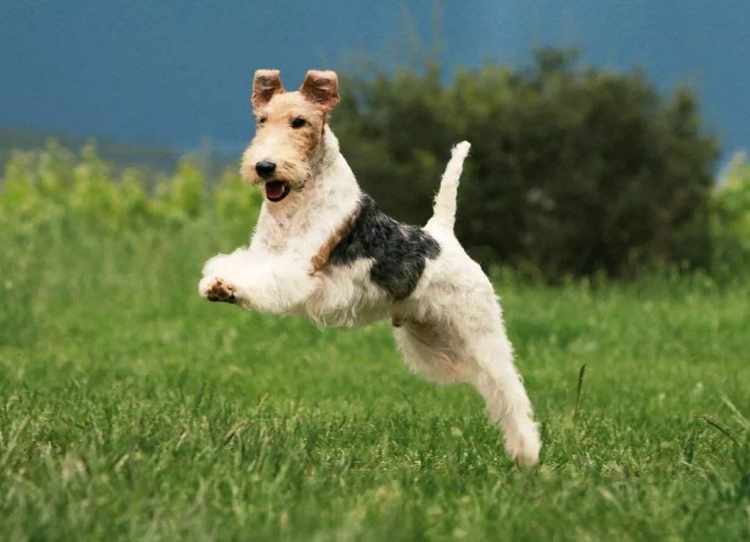 最齐全的狗狗品种介绍及图片,带你了解一下常见狗狗的品种