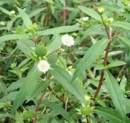 适合山东地区种植的珍稀树种,十种常见观赏草有哪些