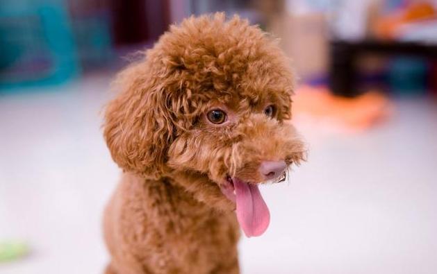 幼犬泰迪一顿吃多少,泰迪幼犬一天吃几顿最合适