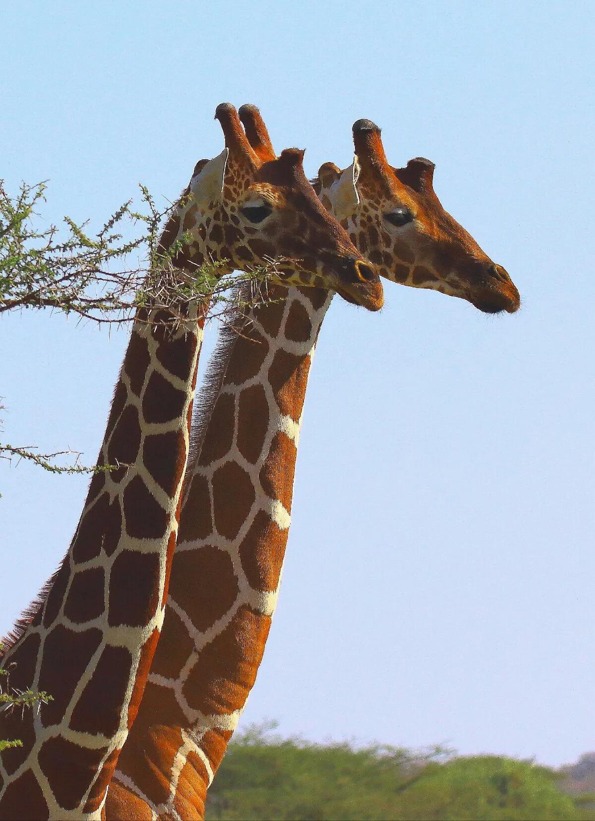 小说部落玄幻,小说部落的小说