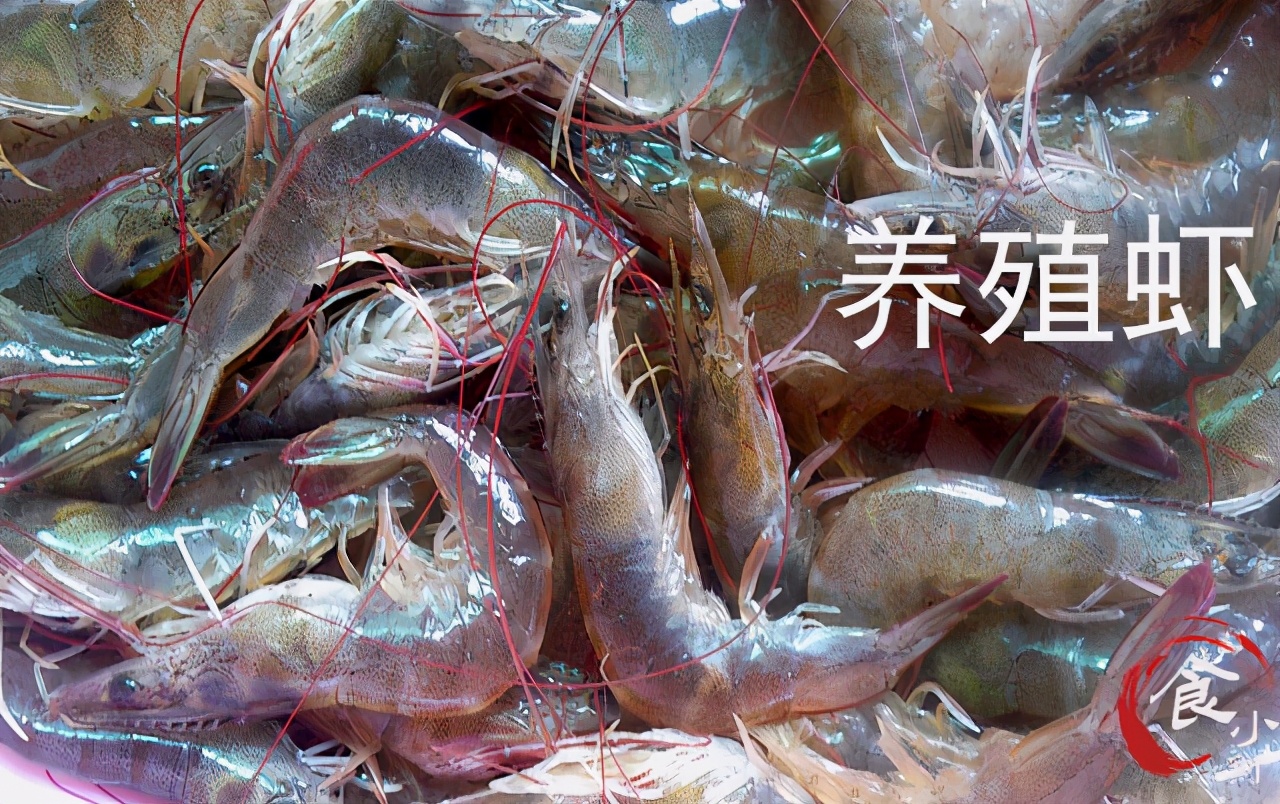 海捕虾和养殖虾的区别,买虾不可以挑大小吗