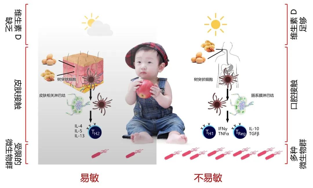 6个月宝宝不加辅食行吗,6个月过敏宝宝怎么加辅食