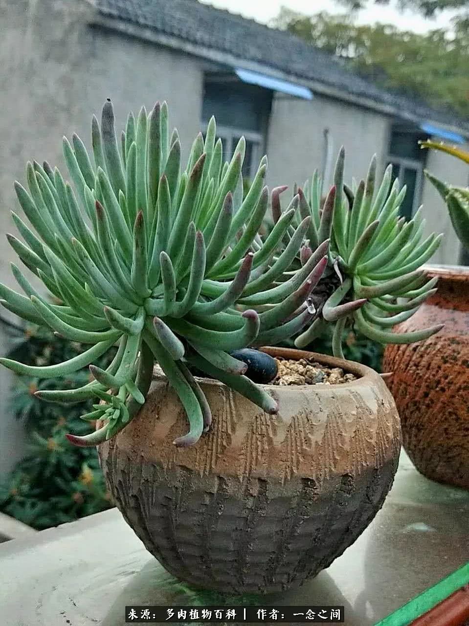 多肉牛群里的“七福神”（下）：男神篇！