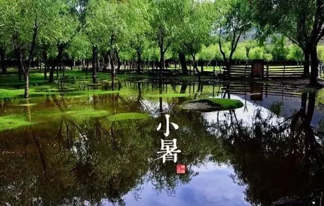 24节气适合喝什么茶,一年最热的节气宜喝什么茶