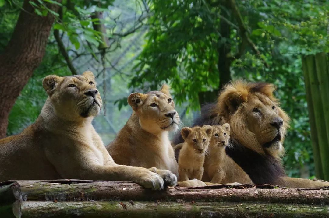 狮子明明像狗为什么是猫科,为啥说狮子更接近猫科