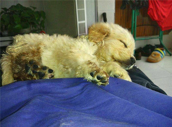 幼犬感染犬细小后并不会变得“又细又小”,其实犬瘟热才是