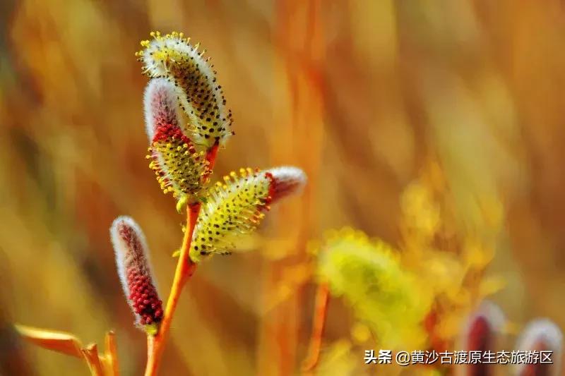 中秋佳节，陪伴家人到宁夏黄沙古渡景区开启畅玩之旅