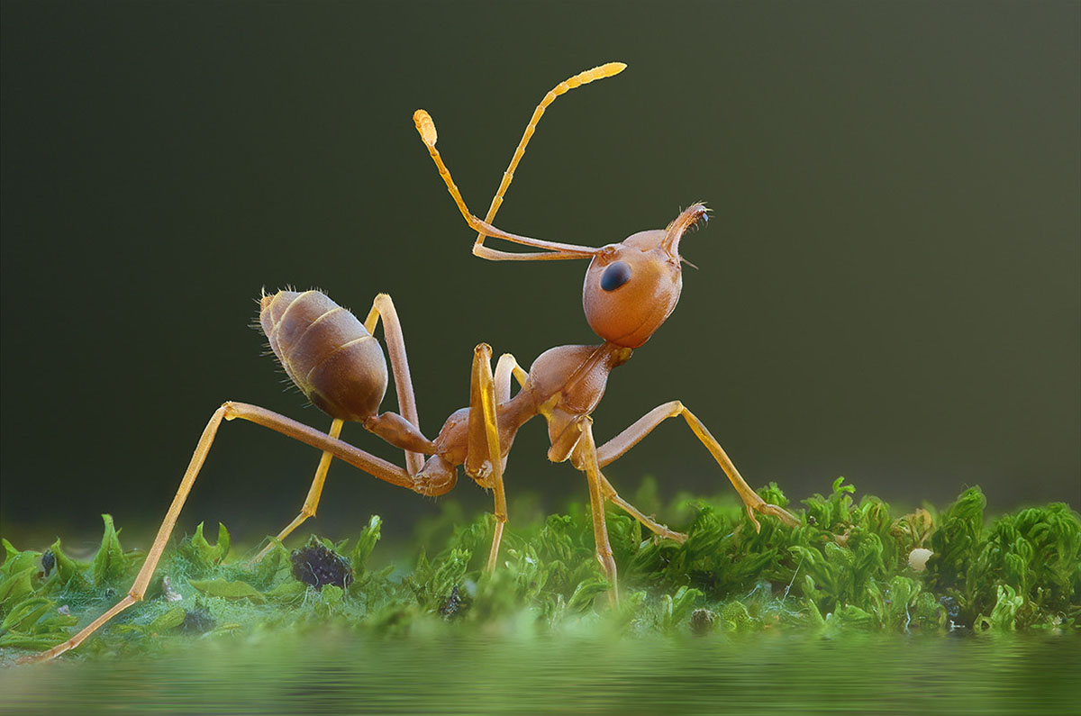 亚洲象为什么比非洲象聪明,亚洲象迷路事件