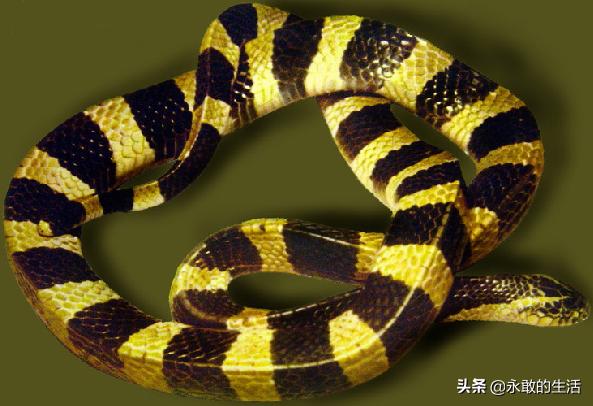 100种有毒的蛇,10种最毒的蛇是哪种蛇