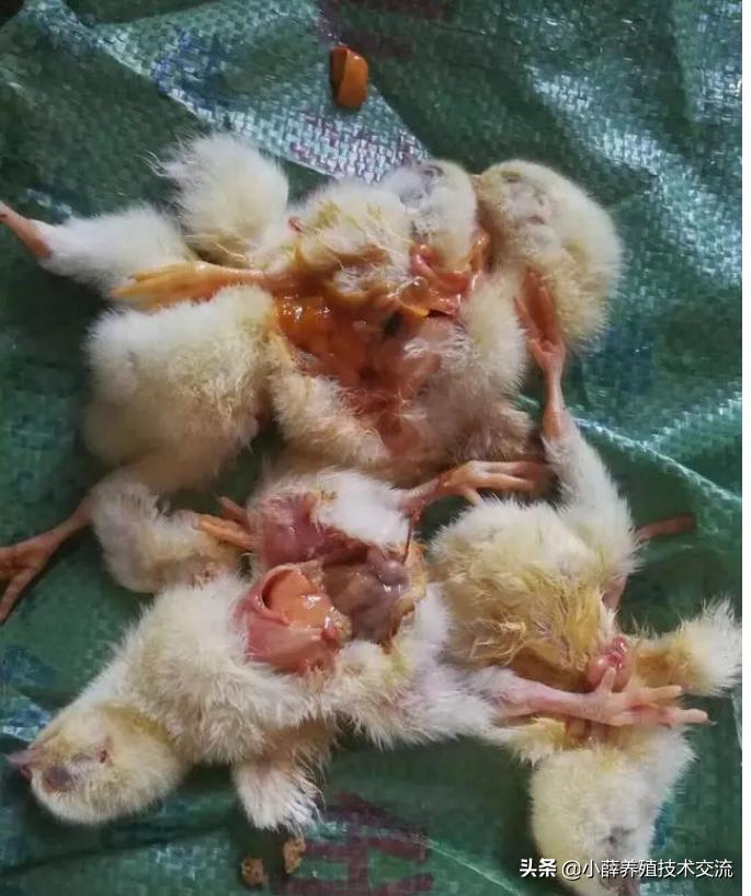 家禽腺肌胃炎最佳治疗方法,蛋鸡腺肌胃炎严重怎么治疗