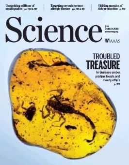 科学家找到的残缺的恐龙化石,灭绝物种缅甸琥珀