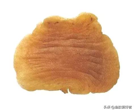 土鳘和赤嘴鳘的区别图片,鱼胶科普视频