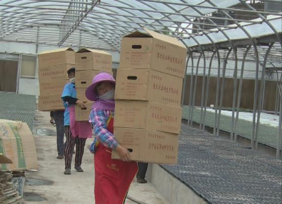 临颍南瓜,临颍县南瓜