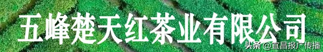 助茶农渡难关,宜昌春茶“百圆惠”上市