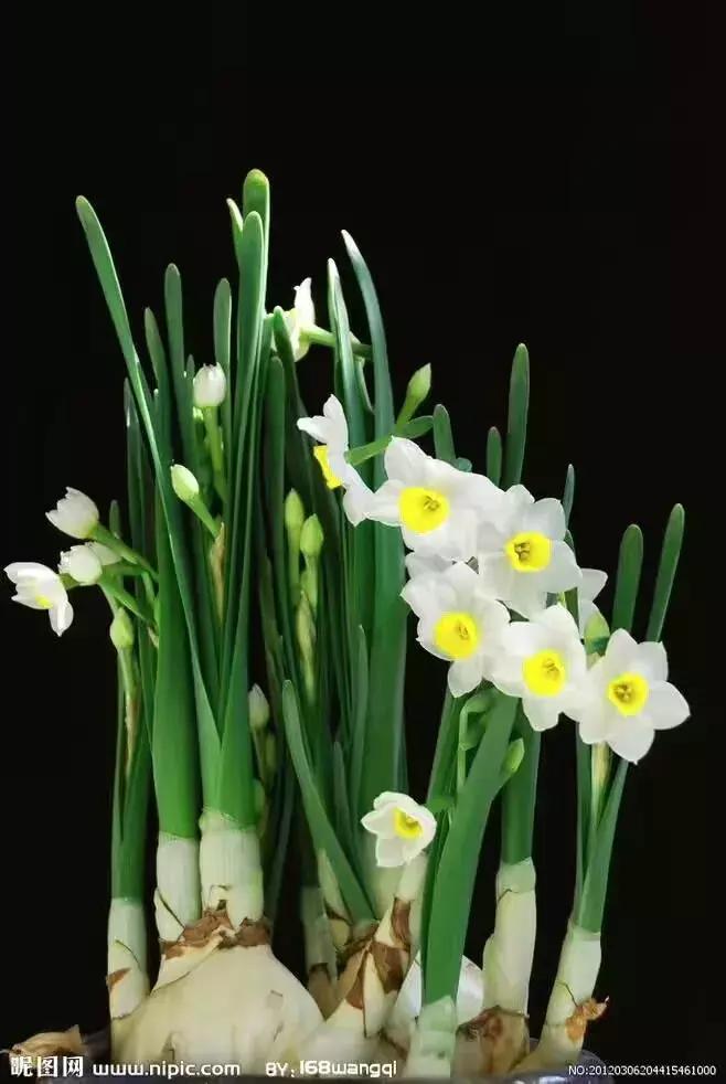 真正的中国十大名花,中国十大名花超漂亮