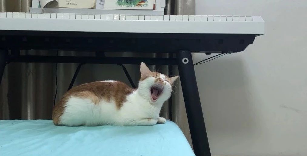 养过猫的房子味道大怎么去除味道,被子上猫的味道怎么去除