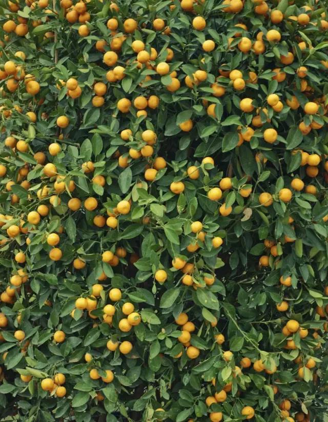 动物与植物有哪些成语故事,哪些成语与植物行为有关