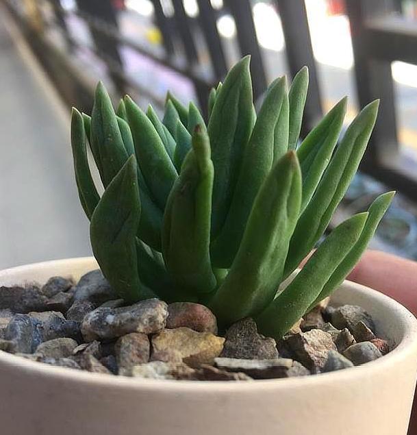 多肉虹之玉叶子变黄褶皱,多肉薄叶蓝鸟叶子褶皱