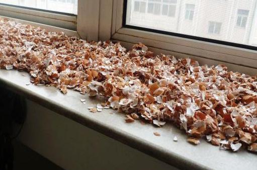 盆栽土如何处理,盆栽土表层全都是根怎么处理