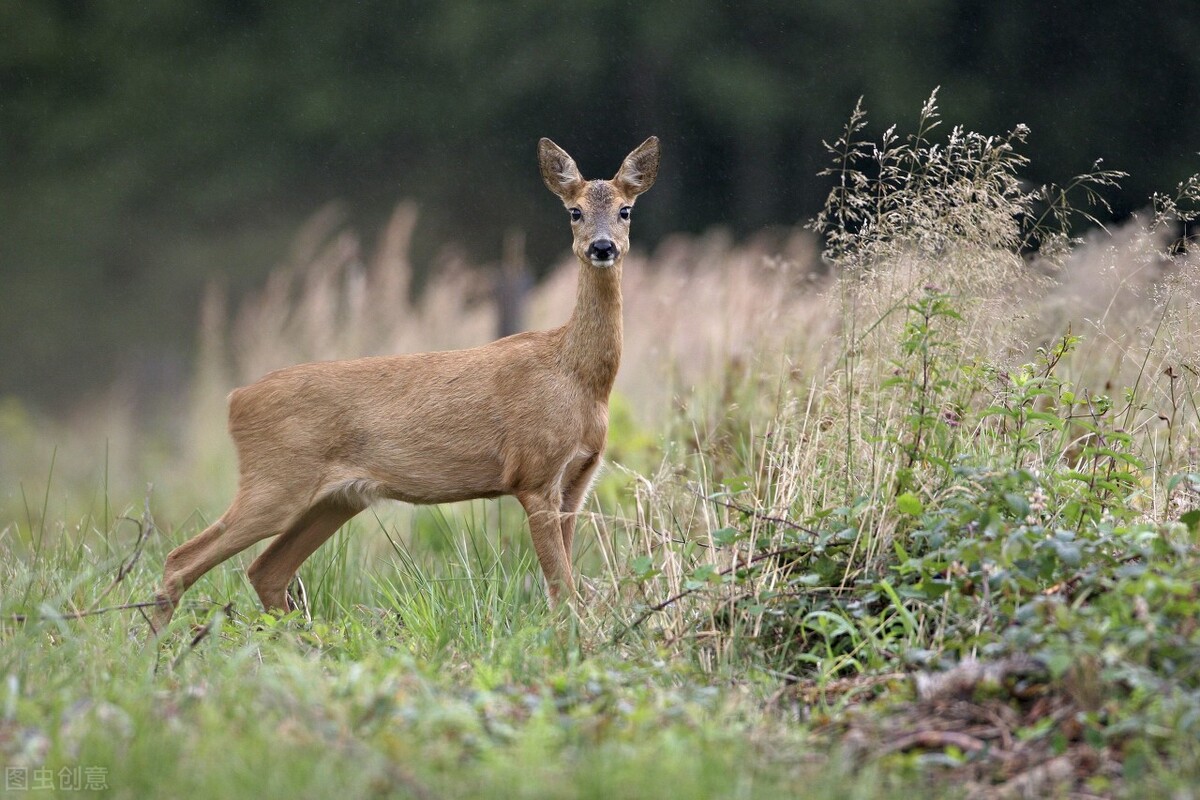 95岁老猎户，下得一手好套子，有跳套有地套，专套兔子和野鸡