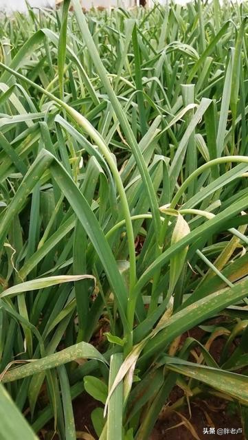 蒜薹坐了过山车，10天从5元跌到4毛，农民蹲地头直犯愁，菜贱伤农