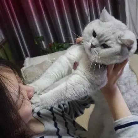 铲屎官请自重图,铲屎官请自重