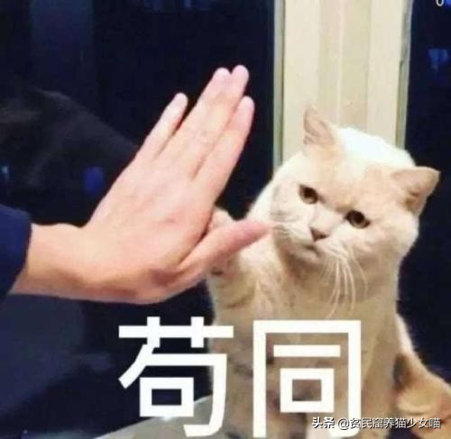 猫咪必备玩具排行榜,猫咪最爱的7款玩具