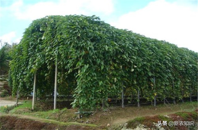 广西桂平最高产淮山种植方法,淮山怎样种植才高产
