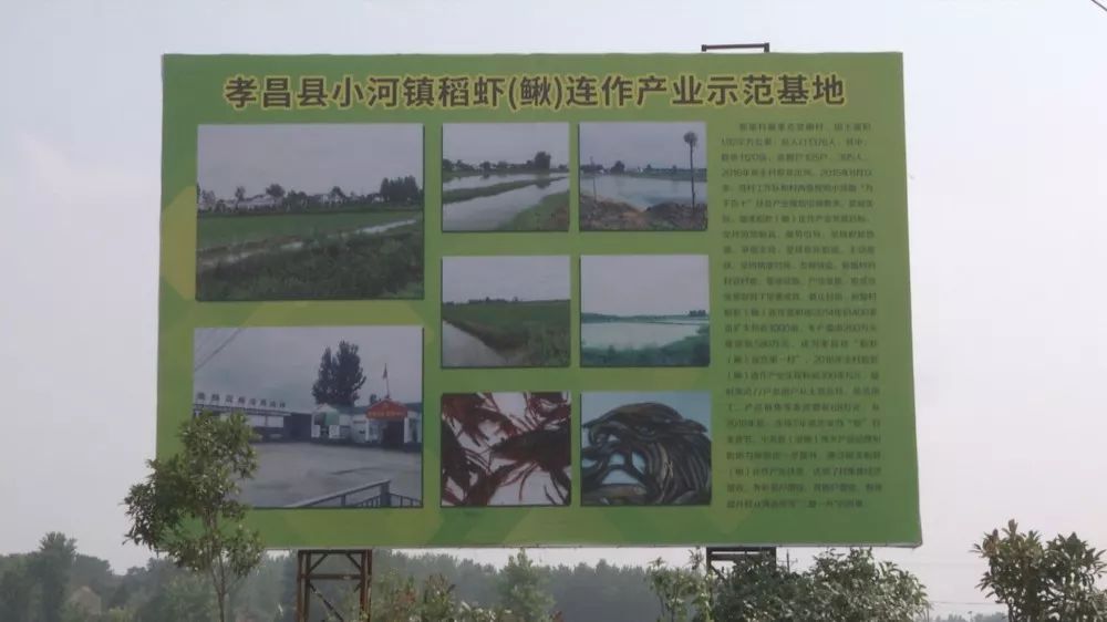 孝昌农业发展现状简介,稻虾第一村产业示范园