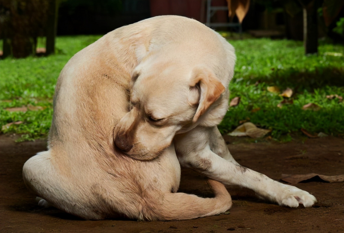 狗狗为什么爱舔人脖子,狗狗为什么爱舔你的手