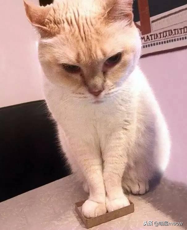 猫喜欢被挠脸是什么意思,猫喜欢被挠下巴闭着眼睛