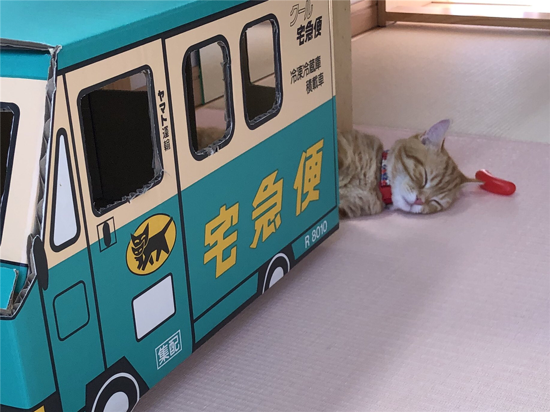 橘猫累到虚脱，四仰八叉躺在地板上呼呼大睡，网友：没电了