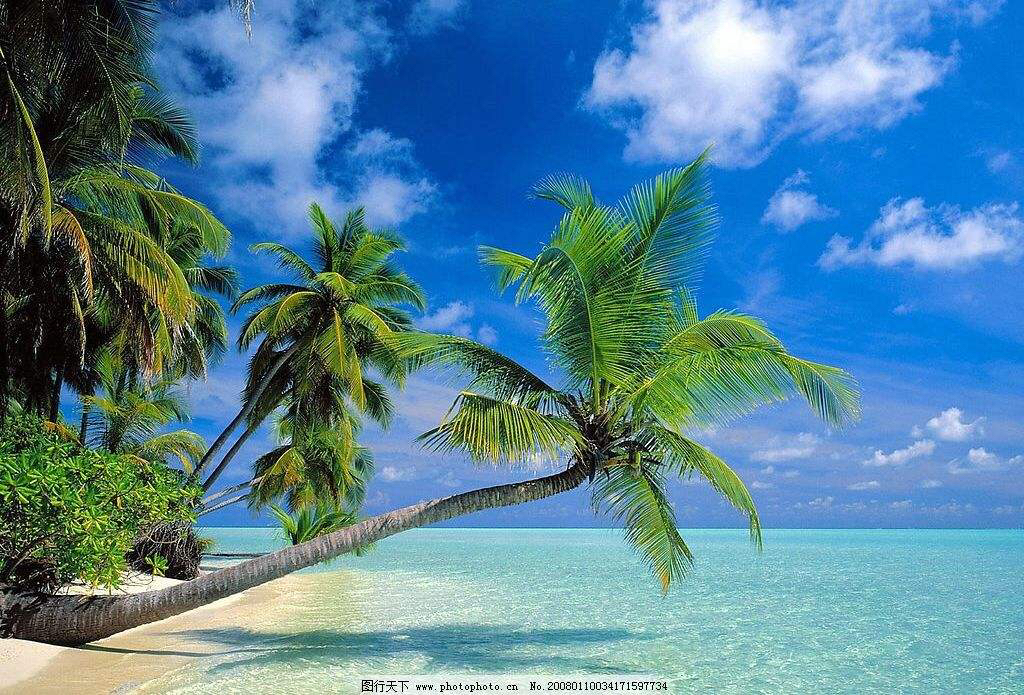 中药材甘蔗根,椰根