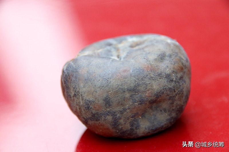 孙先生喜获鸡蛋一般大小的“鸡宝”