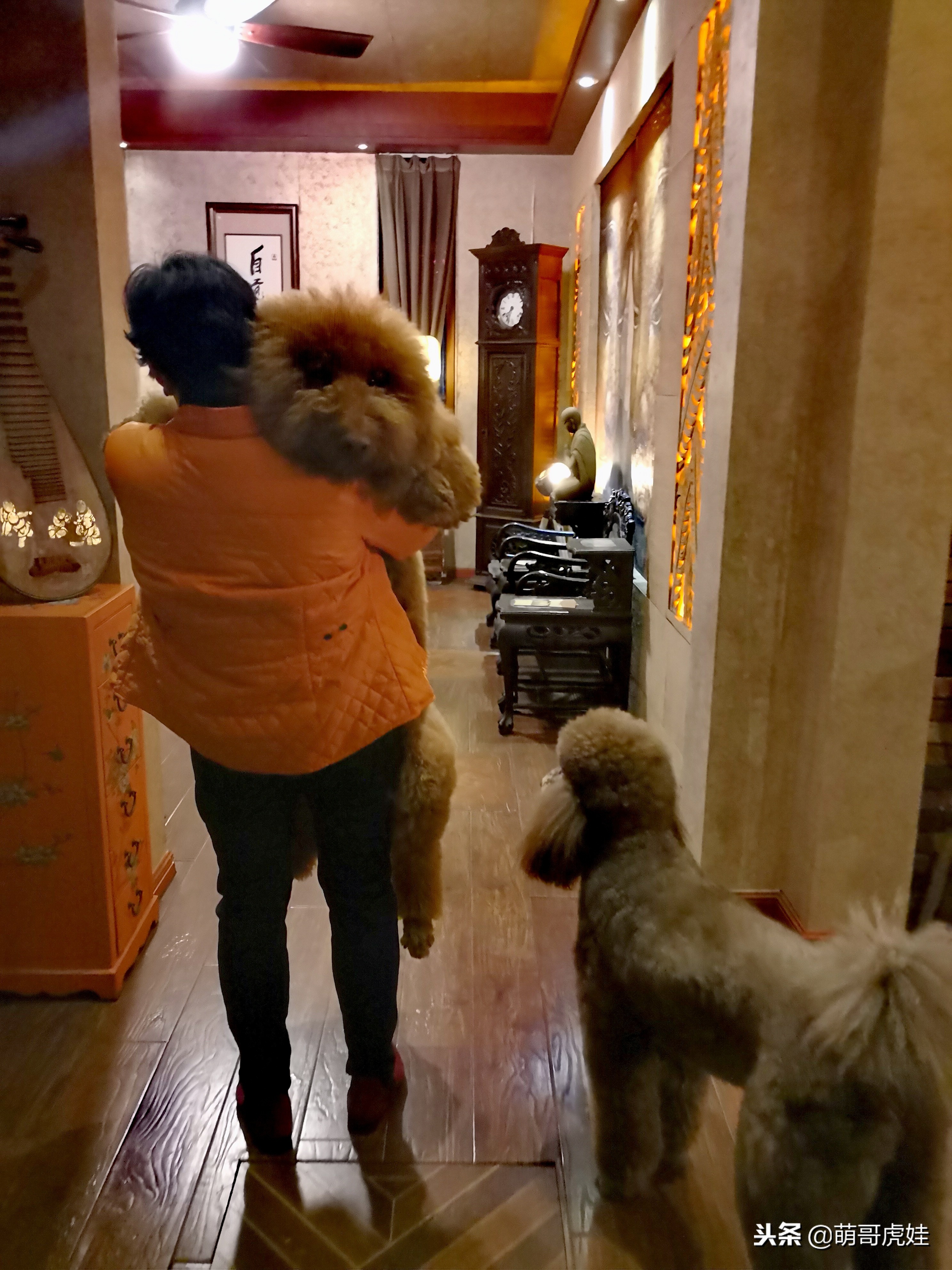 巨型狗狗超级可爱贵宾犬,超级怂的巨型贵宾犬要主人抱抱