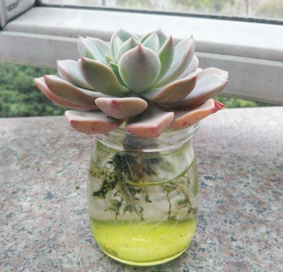 水培植物长青苔怎么处理,水培植物长青苔怎么用药物去除