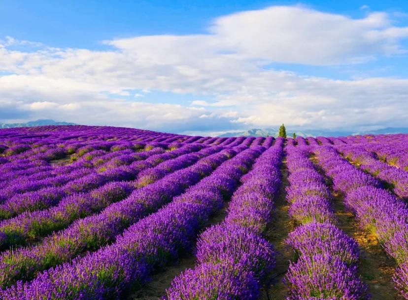 大美新疆伊犁草原,新疆美丽的伊犁草原