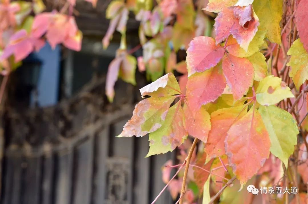 五大道天津历史文化,五大道医学